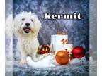 Poochon DOG FOR ADOPTION RGADN-1216644 - Kermit - Poodle (Miniature) / Bichon
