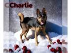 Miniature Pinscher-Shiba Inu Mix DOG FOR ADOPTION RGADN-1216645 - Charlie -