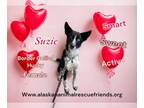 Huskies Mix DOG FOR ADOPTION RGADN-1216649 - Suzie - Husky / Mixed Dog For