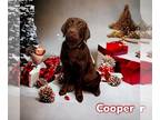 Chocolate Labrador retriever Mix DOG FOR ADOPTION RGADN-1216651 - Cooper -