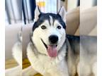 Alaskan Malamute DOG FOR ADOPTION RGADN-1216666 - Kohler - Alaskan Malamute