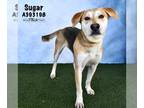 American Foxhound Mix DOG FOR ADOPTION RGADN-1216668 - SUGAR - American Foxhound