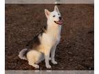 Siberian Husky Mix DOG FOR ADOPTION RGADN-1216671 - TINA* - Siberian Husky /