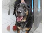 Coonhound DOG FOR ADOPTION RGADN-1216672 - Nacho NJ - Coonhound (short coat) Dog