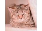 Adopt Min a Domestic Short Hair