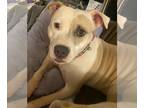 American Pit Bull Terrier DOG FOR ADOPTION RGADN-1216679 - Pink - American Pit