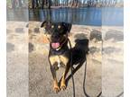 Rottweiler Mix DOG FOR ADOPTION RGADN-1216680 - Brody (Courtesy post) -