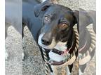 German Shorthaired Lab DOG FOR ADOPTION RGADN-1216688 - Pepper - German