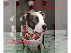 American Pit Bull Terrier Mix DOG FOR ADOPTION RGADN-1216693 - Sissy - Pit Bull