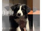 Border Collie Mix DOG FOR ADOPTION RGADN-1216698 - Tessa (GA) - Border Collie /