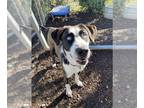 Catahoula Leopard Dog Mix DOG FOR ADOPTION RGADN-1216710 - *HUEY - Catahoula