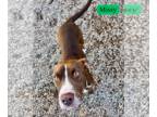 American Pit Bull Terrier DOG FOR ADOPTION RGADN-1216716 - Missy Bonney Lass