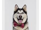 Mix DOG FOR ADOPTION RGADN-1216723 - TERRY - Husky (medium coat) Dog For