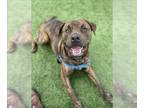 Rottweiler-American Pit Bull Terrier DOG FOR ADOPTION RGADN-1216739 - BARNABY -
