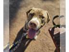 American Staffordshire Terrier Mix DOG FOR ADOPTION RGADN-1216753 - Cody