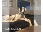 Great Dane DOG FOR ADOPTION RGADN-1216770 - Tallulah Boo - Great Dane Dog For