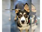 Huskies Mix DOG FOR ADOPTION RGADN-1216774 - Confetti - Shepherd / Husky / Mixed