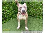 American Pit Bull Terrier Mix DOG FOR ADOPTION RGADN-1216778 - TUCKER - Pit Bull