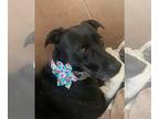 Labrador Retriever Mix DOG FOR ADOPTION RGADN-1216785 - Queenie the Tripawd -