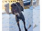 Great Dane DOG FOR ADOPTION RGADN-1216786 - Riker - Great Dane Dog For Adoption