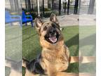 German Shepherd Dog Mix DOG FOR ADOPTION RGADN-1216794 - Jean - German Shepherd