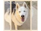 Mix DOG FOR ADOPTION RGADN-1216799 - Bella Coachella - Husky (long coat) Dog