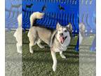 Mix DOG FOR ADOPTION RGADN-1216801 - Nala - Husky (long coat) Dog For Adoption