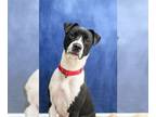 American Pit Bull Terrier DOG FOR ADOPTION RGADN-1216805 - Star - Pit Bull