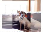 American Foxhound Mix DOG FOR ADOPTION RGADN-1216811 - Oakley - American