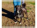 Labrador Retriever Mix DOG FOR ADOPTION RGADN-1216822 - Tank - Labrador