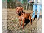 Labrador Retriever DOG FOR ADOPTION RGADN-1216828 - Bean - Labrador Retriever