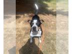 American Staffordshire Terrier-Eurasier Mix DOG FOR ADOPTION RGADN-1216831 -