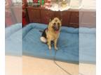 German Shepherd Dog DOG FOR ADOPTION RGADN-1216832 - Oynx - German Shepherd Dog