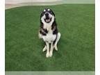 Bernese Mountain Dog Mix DOG FOR ADOPTION RGADN-1216840 - MONTY - Bernese