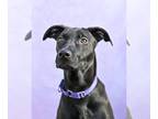 American Pit Bull Terrier Mix DOG FOR ADOPTION RGADN-1216843 - Ophelia - Belgian