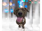 Plott Hound Mix DOG FOR ADOPTION RGADN-1216849 - *PENGUIN - Plott Hound / Mixed