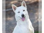 German Shepherd Dog-Siberian Husky Mix DOG FOR ADOPTION RGADN-1216851 - *WALTER