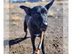 Labrador Retriever Mix DOG FOR ADOPTION RGADN-1216861 - Goober - Labrador