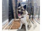 Akita DOG FOR ADOPTION RGADN-1216878 - MYLES (COURTESY POST) - Akita Dog For