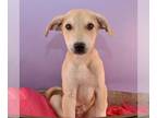 Borador DOG FOR ADOPTION RGADN-1216889 - Grateful Growlers - Bedankt - Labrador