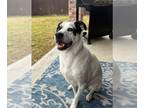 Pointer Mix DOG FOR ADOPTION RGADN-1216900 - Chase - Pointer / Cattle Dog /