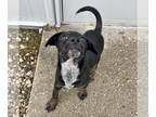 Black Mouth Cur-Labrador Retriever Mix DOG FOR ADOPTION RGADN-1216907 - KNOX -