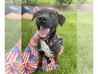 Black Mouth Cur-Labrador Retriever Mix DOG FOR ADOPTION RGADN-1216908 - KRIS -