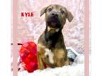 Mountain Cur Mix DOG FOR ADOPTION RGADN-1216915 - KYLE - Mountain Cur / Mixed