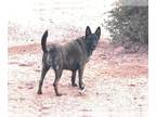 Catahoula Leopard Dog-Dutch Shepherd Mix DOG FOR ADOPTION RGADN-1216918 - TAZZ -