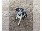 Catahoula Leopard Dog-Great Dane Mix DOG FOR ADOPTION RGADN-1216931 - Tiny -