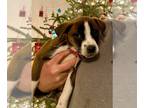 Labrador Retriever Mix DOG FOR ADOPTION RGADN-1216939 - Sicily 0439 - Labrador