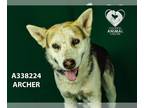 German Shepherd Dog-Siberian Husky Mix DOG FOR ADOPTION RGADN-1216942 - ARCHER -