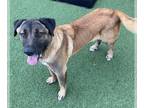 Labrador Retriever Mix DOG FOR ADOPTION RGADN-1216943 - Kobe - Belgian Shepherd