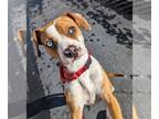Bogle DOG FOR ADOPTION RGADN-1216944 - Eclipse - Amazing Beauty!!